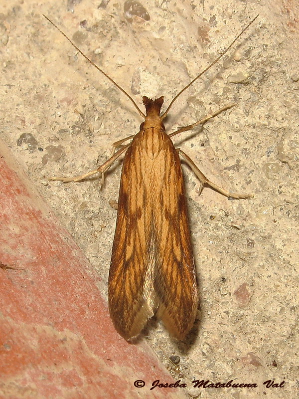 Metzneria neuropterella - Gelechiidae